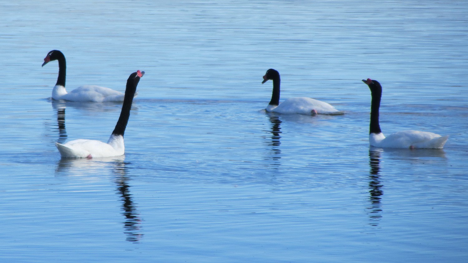 Black neck Swans